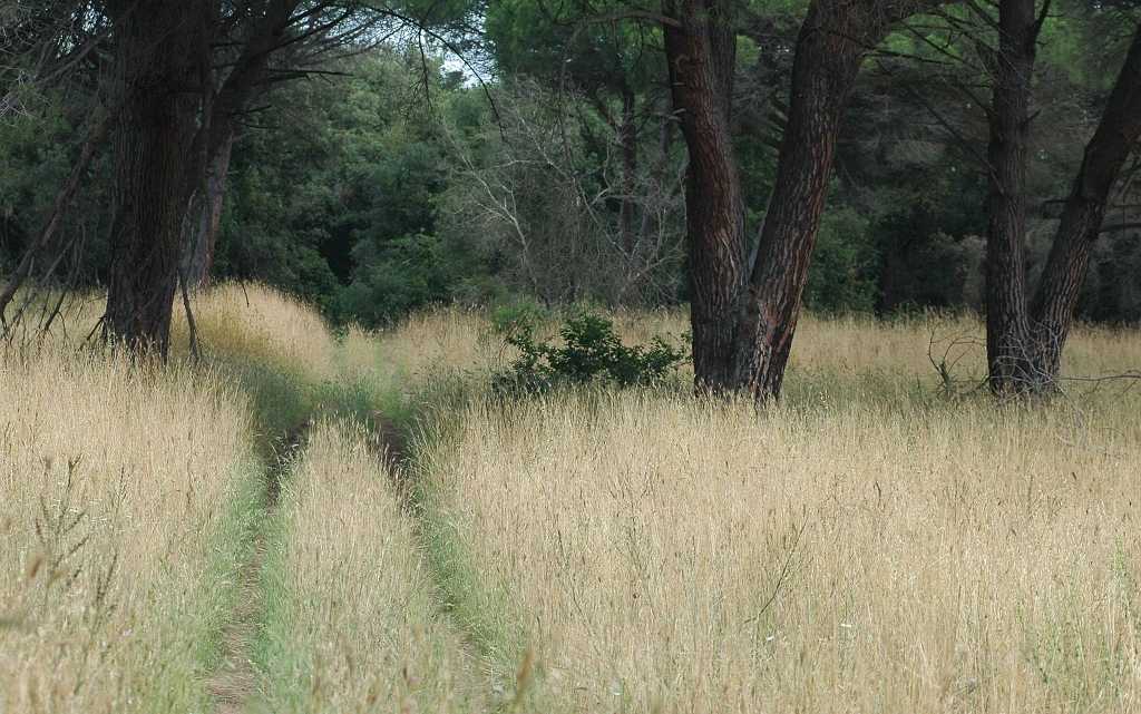 La Pineta di Castelfusano, la Via Severiana e la Villa di Plinio